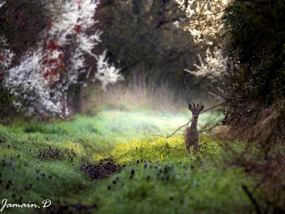 Jeune brocard dans une forêt embrumée